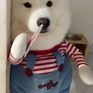 Pet Costume Running with Knife-One of the funniest gifts for dog lovers